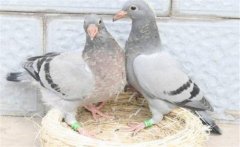 鴿子怎樣選種與育種？種鴿的飼養(yǎng)與管理方法