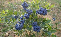 我國的藍(lán)莓產(chǎn)地在哪里？藍(lán)莓種植技術(shù)要點