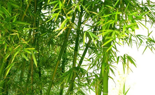 桂竹的生態(tài)習性及其變種、變型及品種