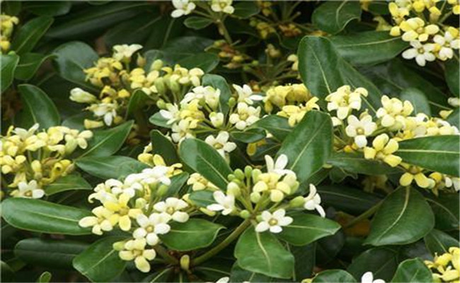 冬青開花嗎？
