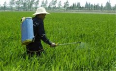 打草銨膦多久下雨沒(méi)事？使用草銨膦的注意事項(xiàng)
