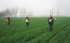 尿素怎么施不浪費，施用尿素需要注意什么？