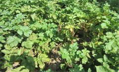 馬鈴薯黃萎病的癥狀特征、發(fā)病規(guī)律與防治方法