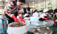 梭子蟹一般在幾月份上市，怎樣挑選肥的梭子蟹