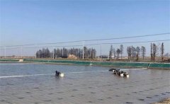 青蟹養(yǎng)殖技術(shù)與管理方法，青蟹養(yǎng)殖的注意事項