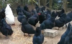 烏骨雞的分段飼養(yǎng)、放牧飼養(yǎng)與補喂砂礫方法