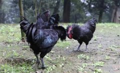 烏骨雞的常用礦物質(zhì)、維生素飼料簡介