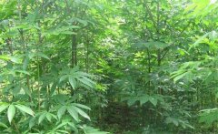 七葉樹是常綠還是落葉植物，七葉樹的生態(tài)習(xí)性