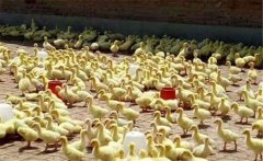 鵝雛怎么飼養(yǎng)？飼養(yǎng)雛鵝必須把握好這六個要點