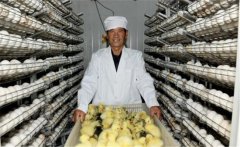 鵝孵化的過程中會出現(xiàn)哪些問題，如何解決？