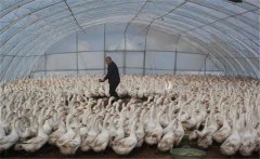 如何用大棚飼養(yǎng)肉鵝，提高經(jīng)濟(jì)效益