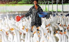 肉鵝育肥如何選擇品種？冬季肉鵝的育肥方法