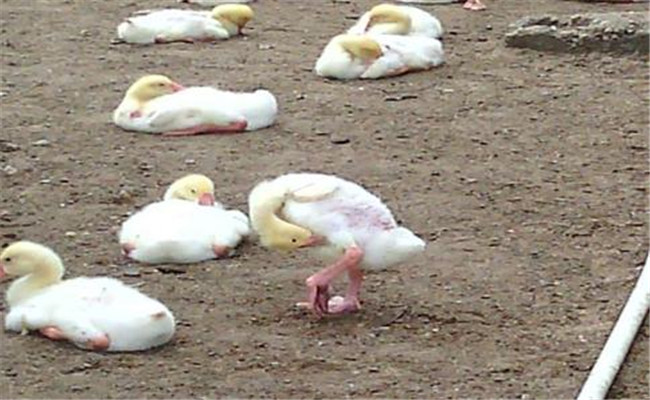 雛鵝葡萄球菌病的癥狀、診斷方法和防治措施