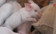 如何提高二元雜交豬的配種率、產(chǎn)仔率？
