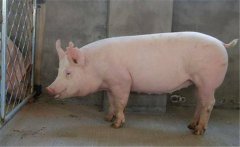 種公豬如何飼喂？種公豬的飼養(yǎng)管理技術(shù)要點(diǎn)