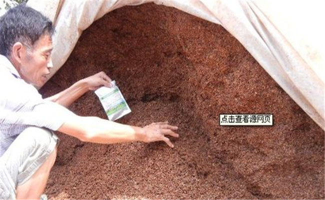使用酒糟喂豬的具體方法，酒糟喂豬需注意什么