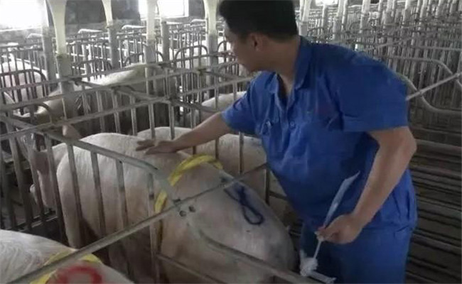 規(guī)?；i場人工授精操作程序