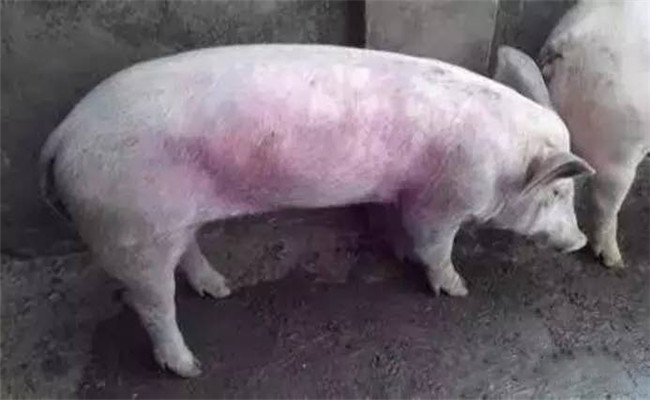豬常用飼料、藥物中毒救治方法
