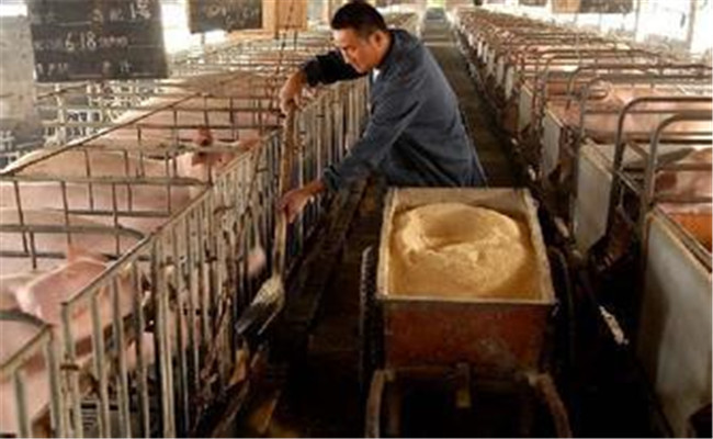 生料喂豬飼料如何選擇、飼喂方式