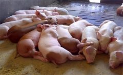 飼料生喂有什么優(yōu)點？生飼料喂豬注意事項