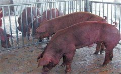 怎樣采集種公豬精液？公豬精液的采集方法步驟