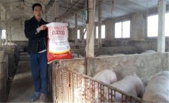 養(yǎng)豬要選擇配合飼料，如何提高豬飼料的利用率
