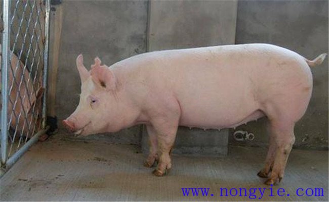 種公豬管理三要素：運(yùn)動(dòng)、單圈詞養(yǎng)和防暑降溫