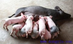 如何縮短仔豬哺乳周期，有效提高母豬飼養(yǎng)效益