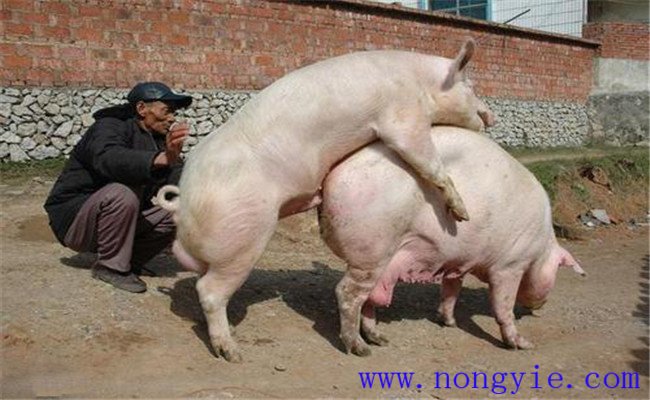 加強飼養(yǎng)管理，保證配種質(zhì)量