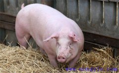 夏季母豬如何加強飼養(yǎng)管理，預防發(fā)生應激反應
