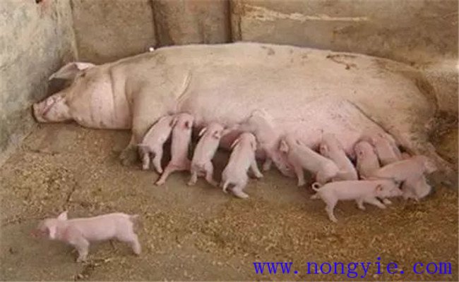 怎樣治療母豬無乳或泌乳不足，如何預(yù)防