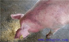 怎樣治療懷孕母豬不吃食，其發(fā)病原因是什么？