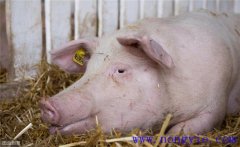母豬分娩前如何飼養(yǎng)管理？