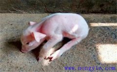 豬偽狂犬病的癥狀和診斷、防治方法