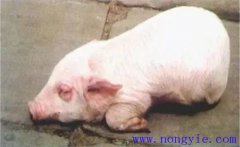 仔豬水腫病的發(fā)病原因是什么？如何預(yù)防水腫病