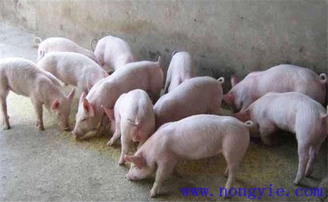 哺乳仔豬如何補(bǔ)飼，哺乳仔豬早期補(bǔ)飼技術(shù)要點(diǎn)
