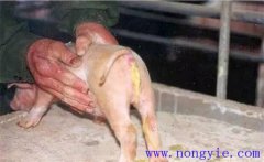 如何預(yù)防與治療仔豬紅痢、仔豬黃痢與仔豬白痢