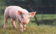 怎樣增加有益微生物菌群、保護(hù)仔豬腸道