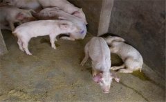 治療豬痢疾需注意哪些事項？豬痢疾的治療方法