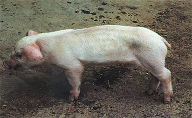 豬副嗜血桿菌病的臨床癥狀、診斷與治療方法
