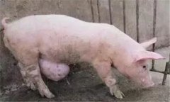 臍疝的類型與癥狀，豬發(fā)生臍疝怎么辦？