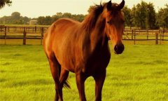 馬、驢、騾子的區(qū)別