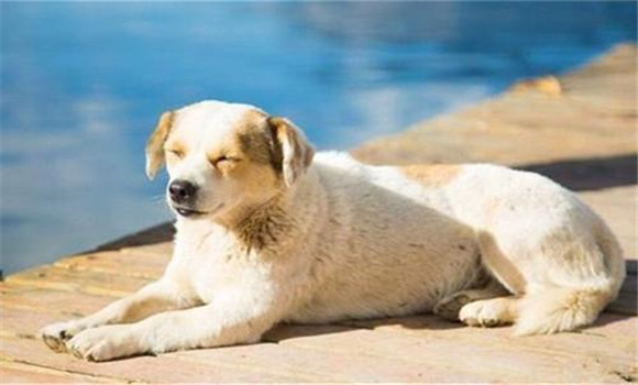怎樣養(yǎng)好老齡犬，養(yǎng)殖老齡犬應(yīng)注意哪些問(wèn)題