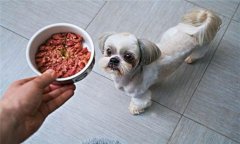犬飼料中為何要添加鐵、銅等微量元素
