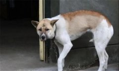 狗都怕什么？犬在什么情況下會(huì)表現(xiàn)出恐懼感