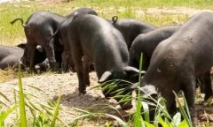 為什么豬、牛食用新鮮玉米苗等會(huì)發(fā)生中毒死亡