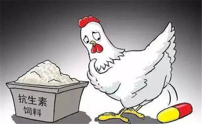 怎樣在飼料中添加抗生素？使用抗生素注意事項(xiàng)