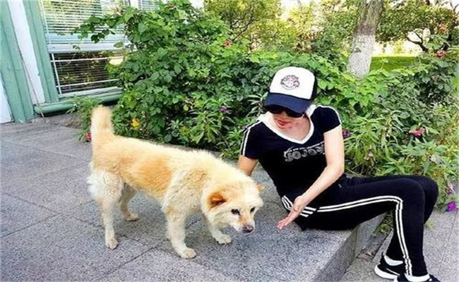 怎樣喂養(yǎng)妊娠犬、哺乳犬