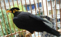 養(yǎng)鳥要注意什么？介紹鳥的衛(wèi)生要求及四季管理