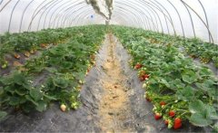 種植一畝大棚草莓的成本費(fèi)用是多少錢(qián)？